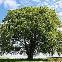 100 նոր ծառ՝ Մալաթիա-Սեբաստիայում