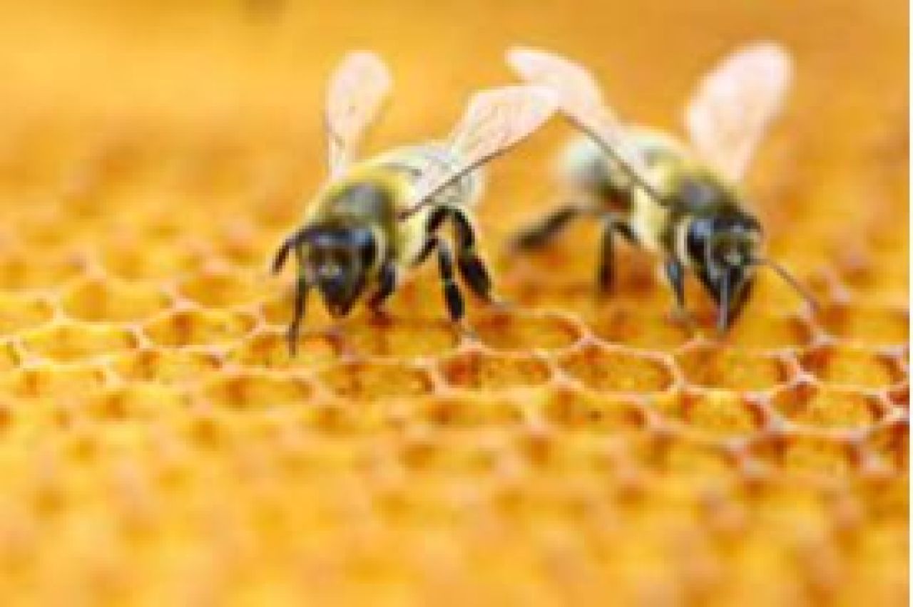 Օրգանական մեղր պատրաստել ցանկացողները շատացել են, բայց մասնագետների պակաս կա․ Ալեքսանյան