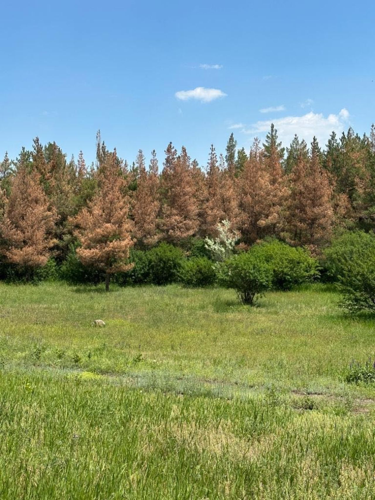 «Սևան» ազգային պարկում սոճու 8000 ծառ լրիվ չորացել է, ևս 10 000-ը չորացման սպառնալիքի տակ է․ հրատապ քննարկում