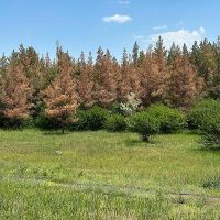 «Սևան» ազգային պարկում սոճու 8000 ծառ լրիվ չորացել է, ևս 10 000-ը չորացման սպառնալիքի տակ է․ հրատապ քննարկում