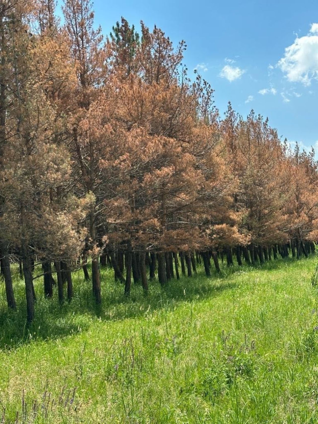 Սոճիների հիվանդության բռնկումը կշարունակվի, նրանց կորուստն աղետ կլինի Հայաստանի համար․ անտառագետ