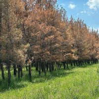 Սոճիների հիվանդության բռնկումը կշարունակվի, նրանց կորուստն աղետ կլինի Հայաստանի համար․ անտառագետ