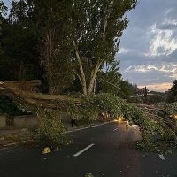 Վնասներ քամու հետևանքով․ Երևանում ծառեր են տապալվել