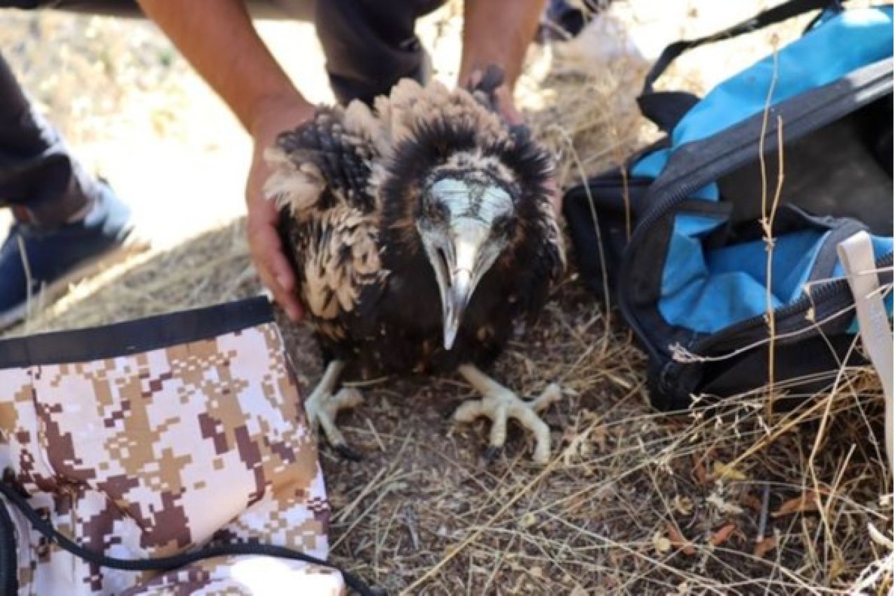 Շարունակվում են Հայաստանում գիշատիչ թռչունների ուսումնասիրությանն ու պահպանությանը միտված միջոցառումները