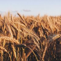Եգիպտոսը պայմանագիր է կնքել 235 հազար տոննա ռուսական ցորենի մատակարարման համար