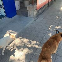 Լուծվում է Արարատ համայնքում  թափառող շների խնդիրը