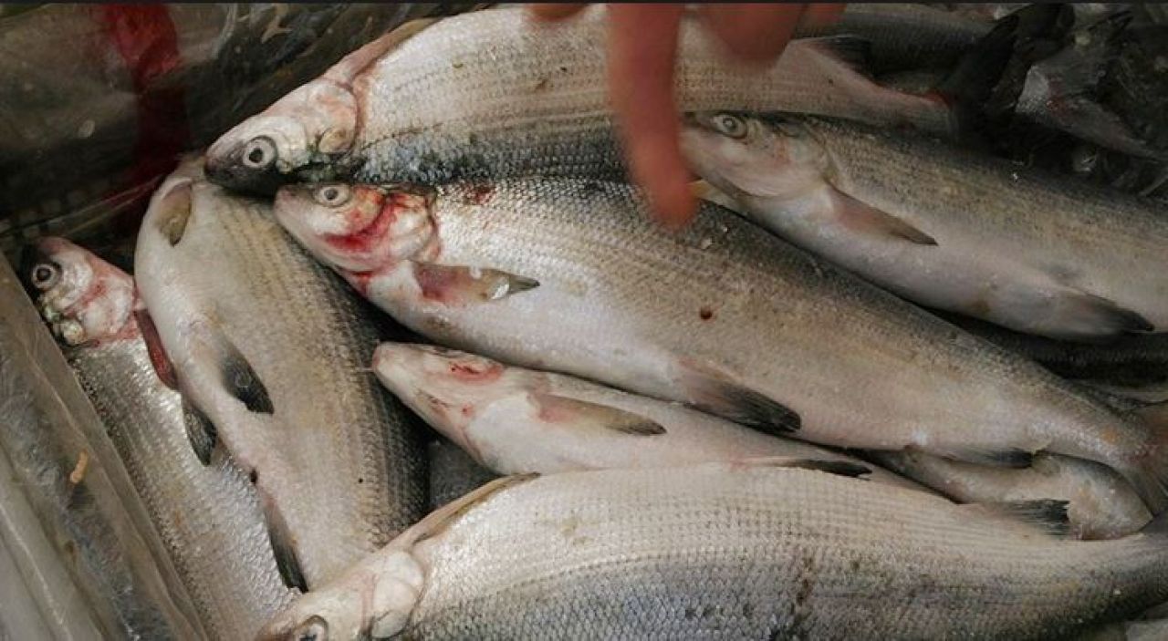 Սիգ ձկնատեսակի ապօրինի որսի կամ ապօրինի արդյունահանման համար վնասի խոշոր չափ է համարվել 150000 ՀՀ դրամը գերազանցող գումարը