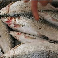 Սիգ ձկնատեսակի ապօրինի որսի կամ ապօրինի արդյունահանման համար վնասի խոշոր չափ է համարվել 150000 ՀՀ դրամը գերազանցող գումարը