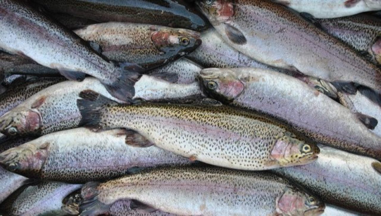 Սիգի ձվադրման շրջանում ձկնագողերն ավելի քան 12 մլն դրամի վնաս են պատճառել Հայաստանի կենդանական աշխարհին