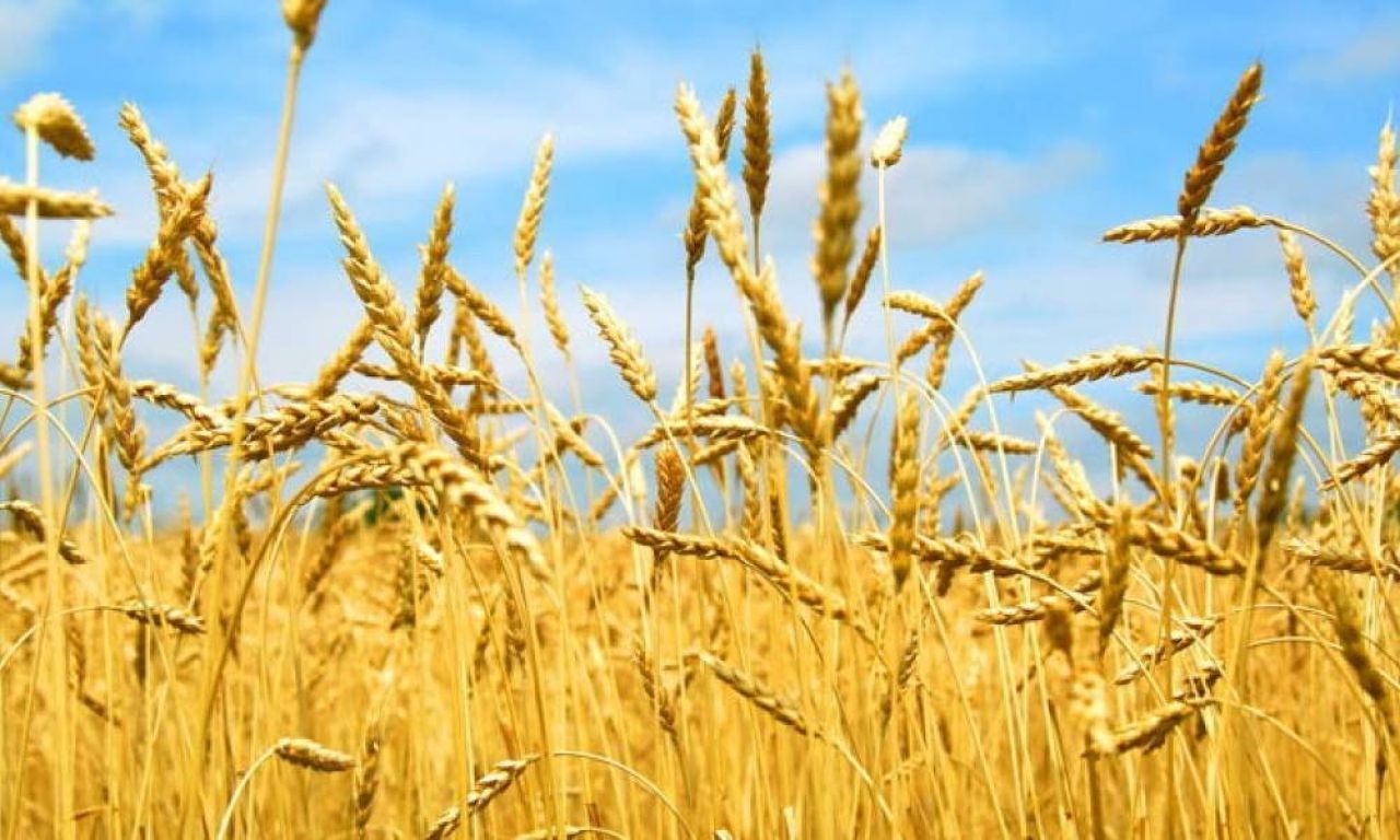 Լեհաստանը կարող է սահմանափակել Ուկրաինայից հացահատիկի տարանցումը իր տարածքով