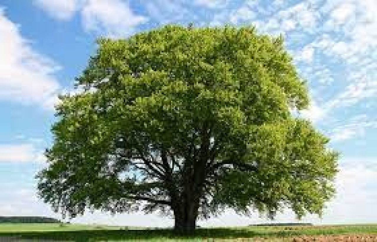100 նոր ծառ՝ Մալաթիա-Սեբաստիայում