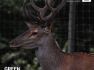 IDBank and Dalma for the Caucasian Deer Reintroduction Program