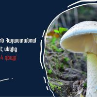 2025 թվականին արձանագրվել է սնկից թունավորման 4 դեպք՝ 4 տուժածով. Առողջապահության նախարարությունը զգուշացնում է