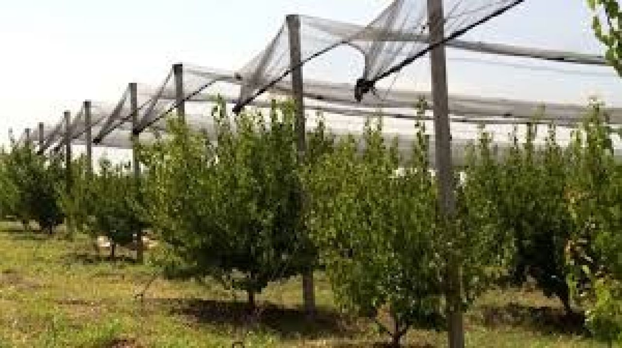 «ԱԲՐԻԿՈՍ» ընկերությունը մաքսային արտոնություն ստացավ