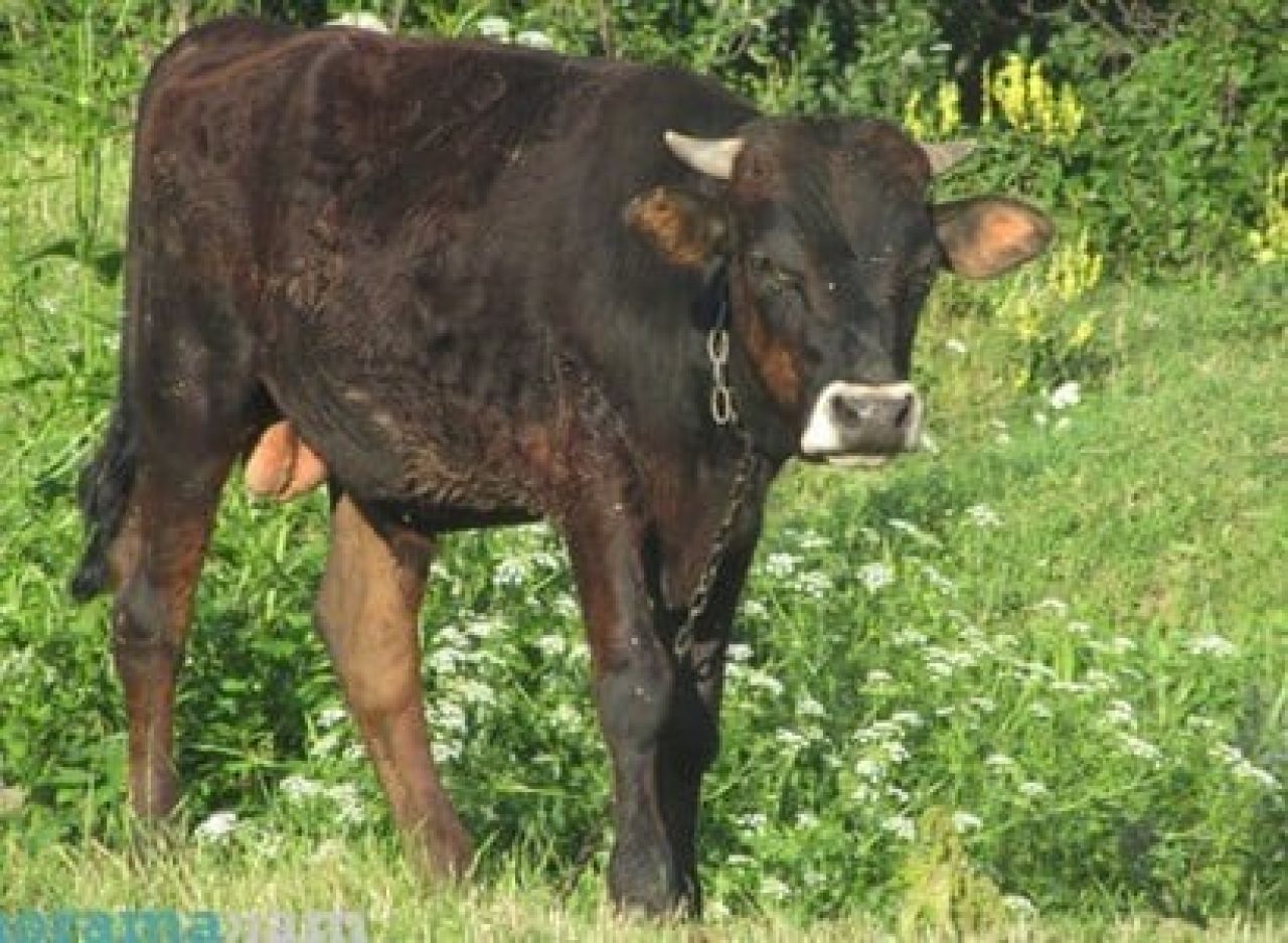 Մուսայելյանում բրուցելոզի նոր դեպքեր չկան