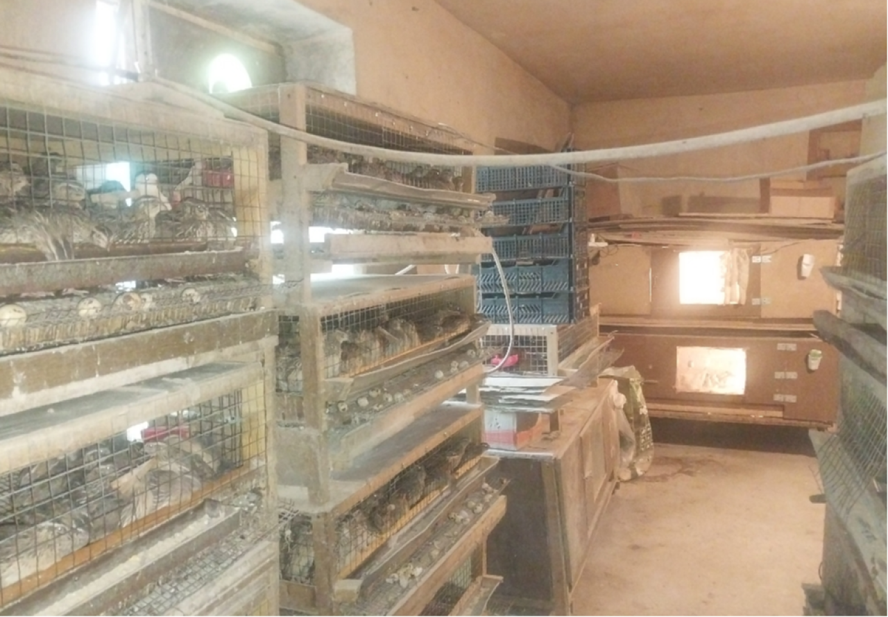 Թռչնի ձվի արտադրամասի գործունեությունը կասեցվել է