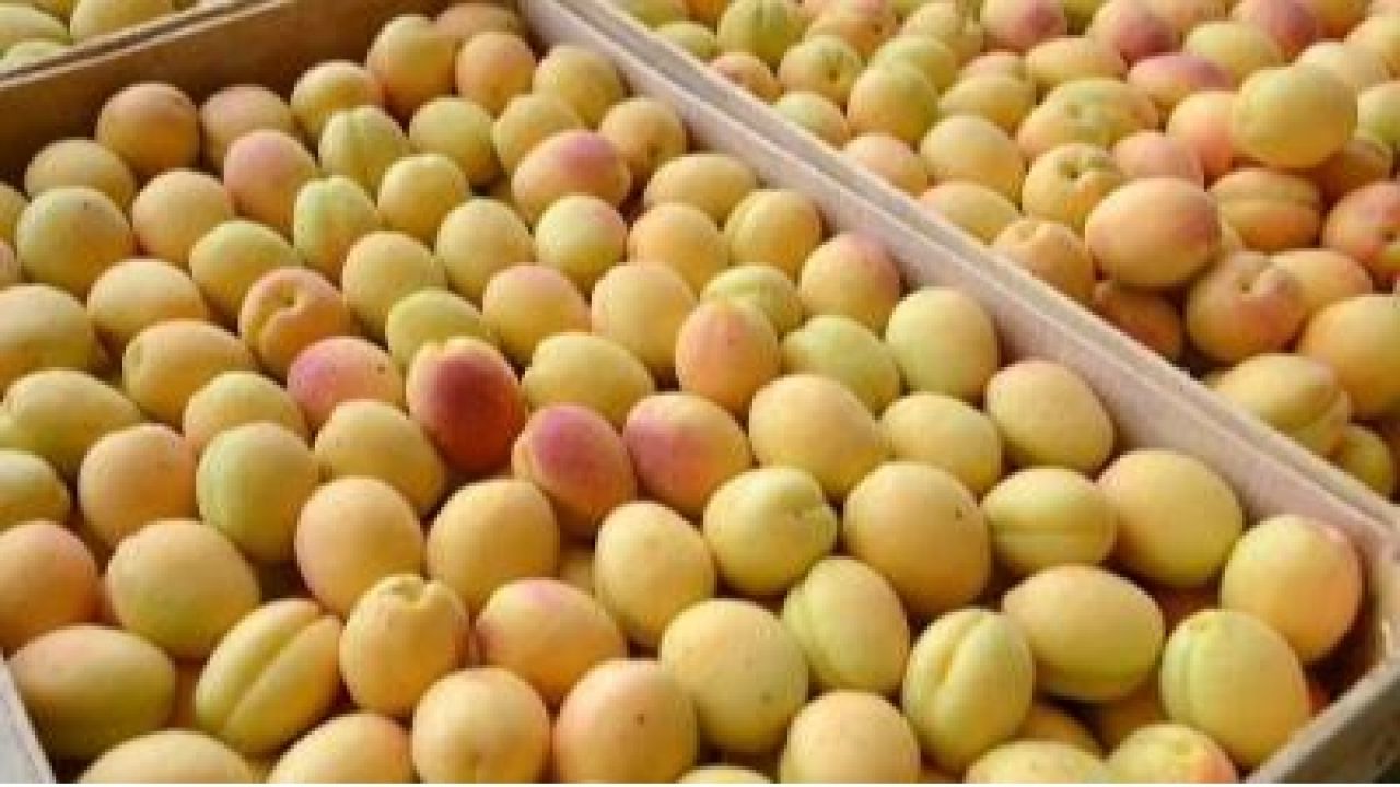 Հունիսի 1- 20-ը ՌԴ մաքսային սահմանը հատել է ծիրանով բեռնված 366 հայկական բեռնատար. նախարար