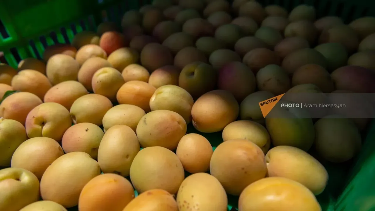 Հունիսի 1-23-ը ՀՀ-ից ծիրանով բեռնված 502 բեռնատար է հատել ՌԴ սահմանը