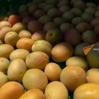 Հունիսի 1-23-ը ՀՀ-ից ծիրանով բեռնված 502 բեռնատար է հատել ՌԴ սահմանը