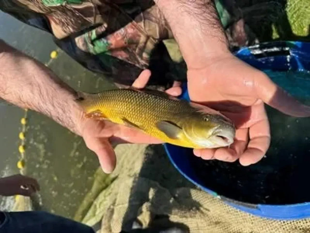 Մեկնարկել է Սևանի կողակի արհեստական վերարտադրության փորձնական փուլը