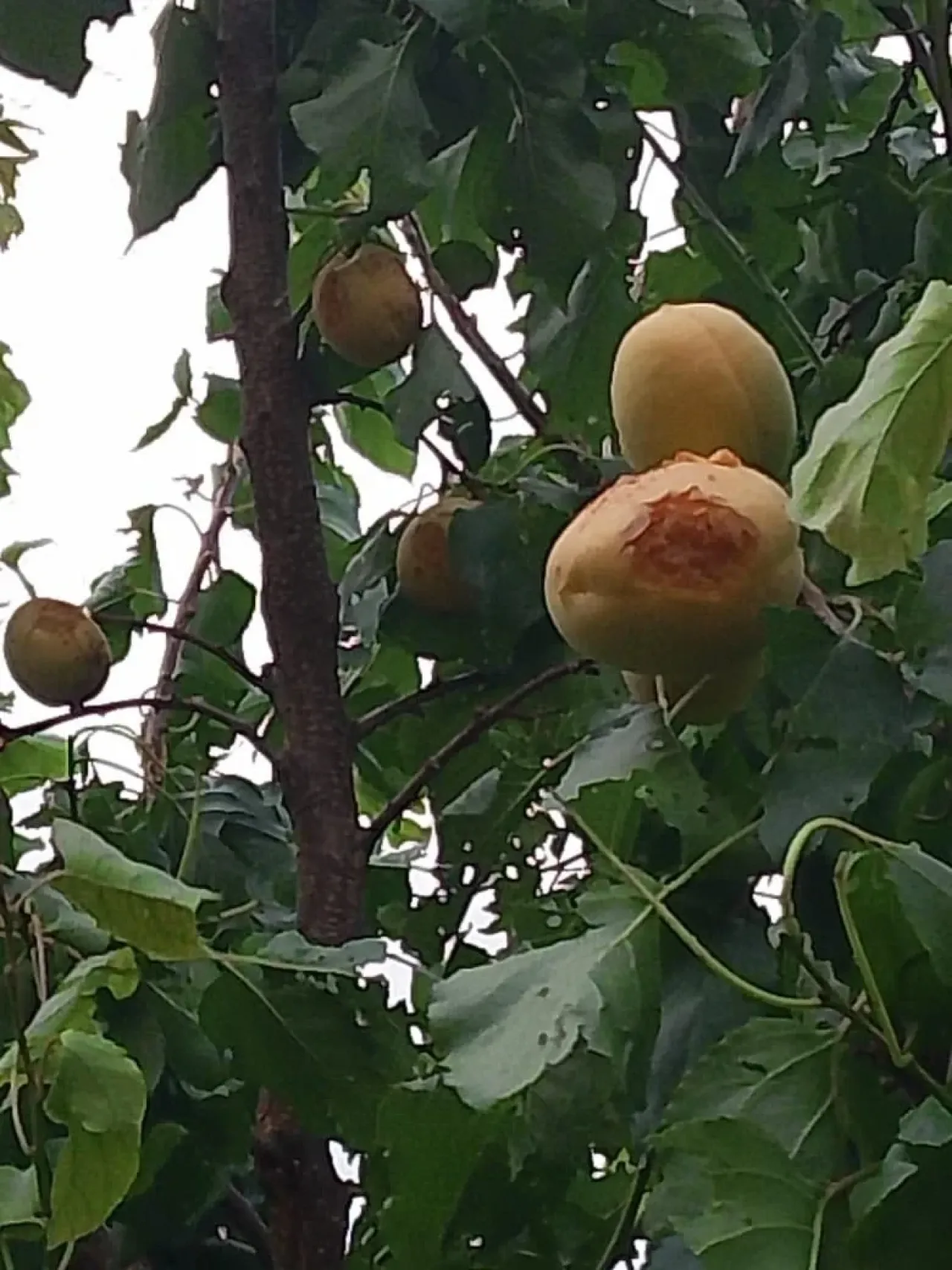 Ուժեղ կարկուտ Արմավիրի մարզում