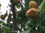 Ուժեղ կարկուտ Արմավիրի մարզում
