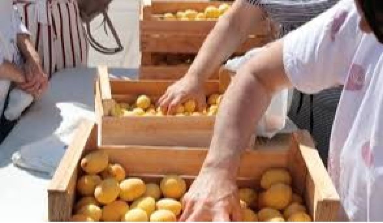 Հունիսի 1-ից հուլիսի 24-ը ՌԴ տարածք է մտել ծիրանով բեռնված 2240 բեռնատար