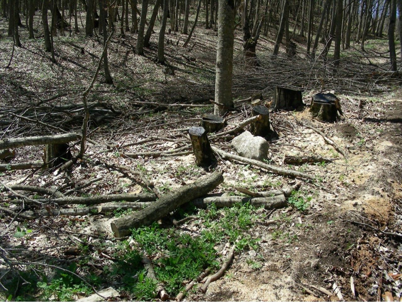 «Իջևանի անտառտնտեսությունում» ապօրինի ծառահատումների հետևանքով 43 միլիոն դրամի վնաս.