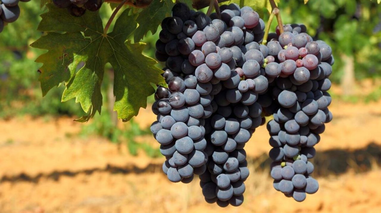 Հայաստանը հավակնում է դառնալ գինու հայրենիք․ Forbes