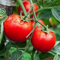 Կոտայքի Ակունք գյուղում լոլիկի և վարունգի նոր ջերմատուն կկառուցվի