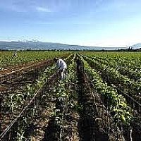 Դալարիկ գյուղում նեկտարինի և սալորի ինտենսիվ այգիներ կհիմնվեն