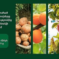Կարկուտի  պատճառած վնասների մասնակի փոխհատուցման համար դիմել մինչև հոկտեմբերի 31-ը