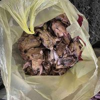 Երևանի բնակիչները Վայոց ձորում ապօրինի nրսացել են 74 մոխրագույն կաքավ և 4 գորշ նապաստակ. ԲԸՏՄ