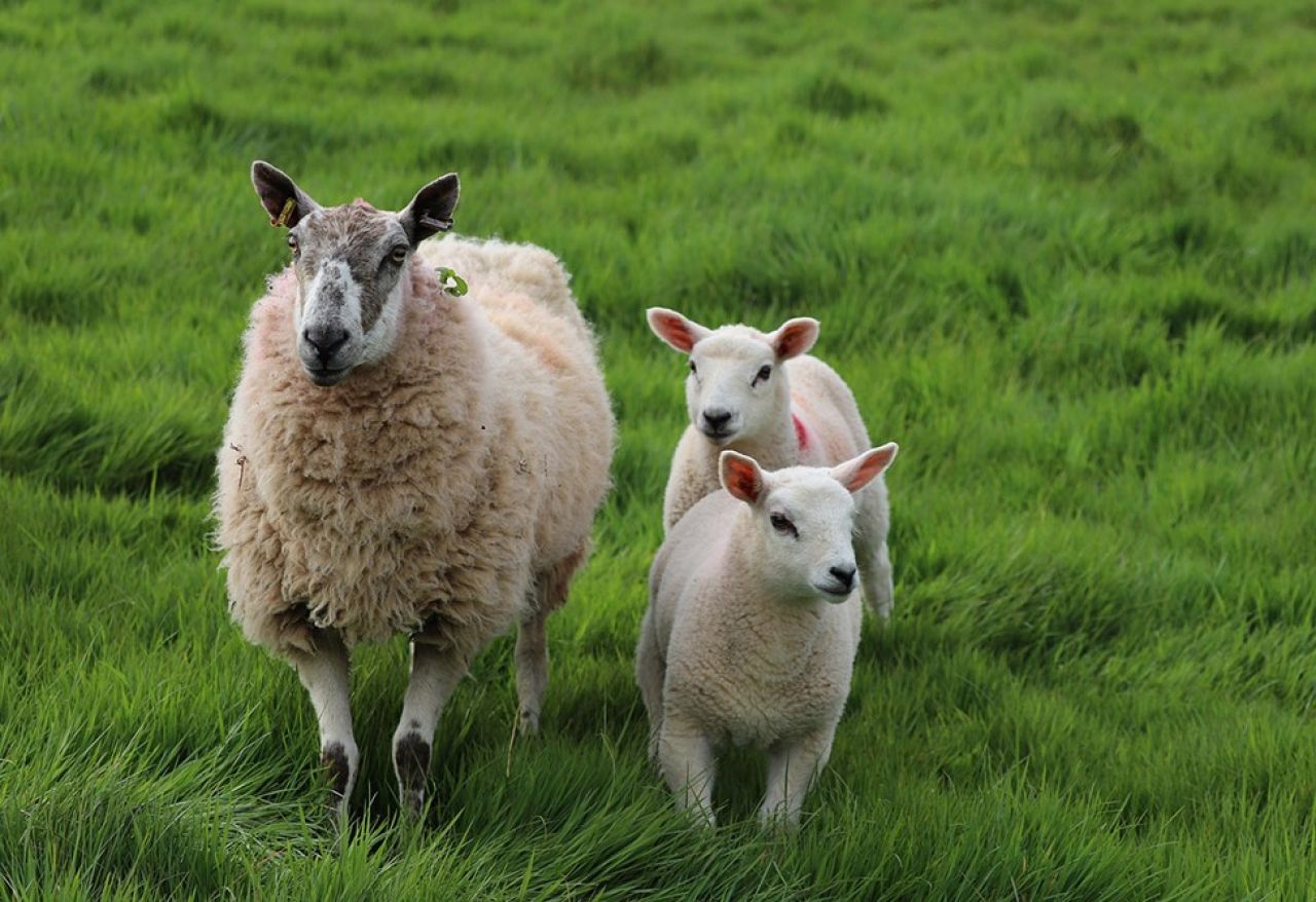 Հայաստանը բարձր ռիսկային գոտում է մանր եղջերավորների ժանտախտի ներթափանցման տեսանկյունից․ ՍԱՏՄ