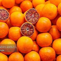 Իրանի Մազանդարանը 9 ամսում արտահանել է 60 հազար տոննա ցիտրուսային մրգեր