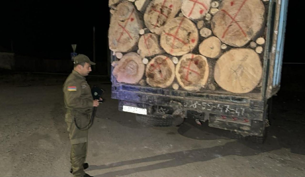 2025-ին ապօրինի հատվել է 11852 ծառ. ԲԸՏՄ