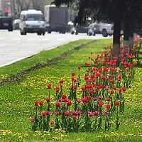 Վերջին 4 տարում 60 հա կանաչապատում. Սա ավելին է, քան նախորդող 22 տարիները միասին վերցրած. Ավինյան