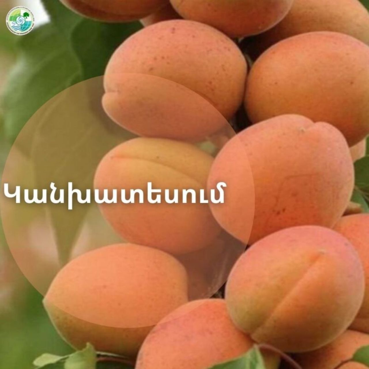 Արարատյան դաշտում 1 հեկտարից սպասվում է 43-45ց. ծիրանի բերքատվության կանխատեսում