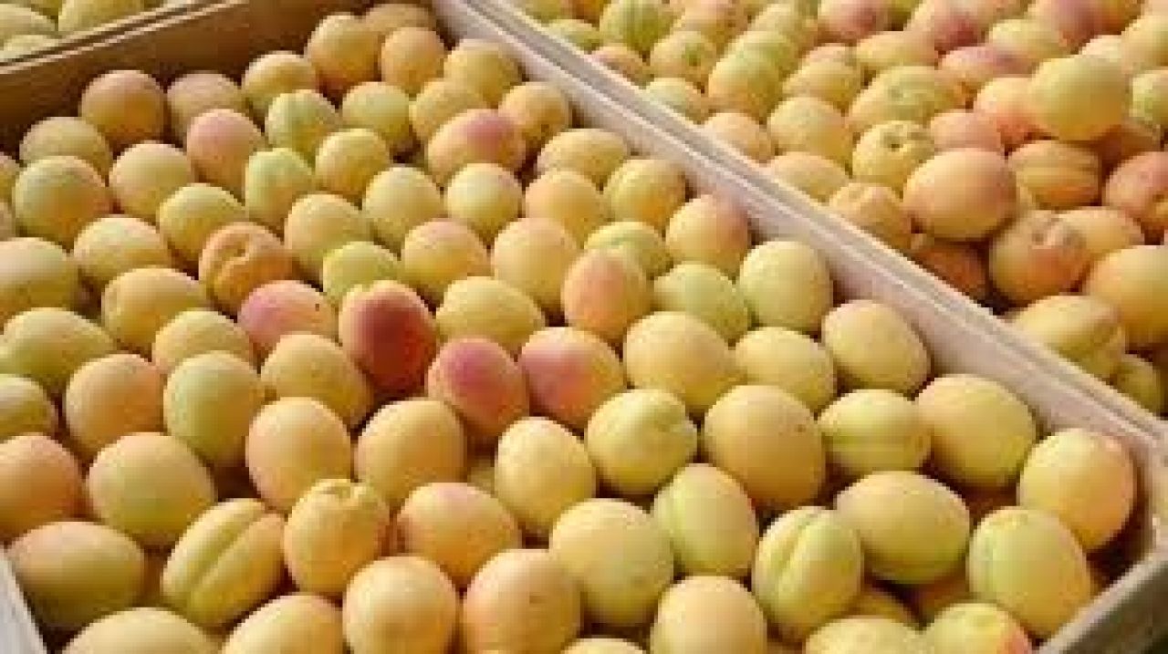 Հայաստանից կորիզավոր մրգերի ներմուծումը ՌԴ կսահմանափակվի