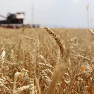 «Բուսաբուծության աջակցության» ծրագրի շրջանակում Շիրակում կատարվել է շուրջ 13027 հա աշնանացան ցորենի ցանք