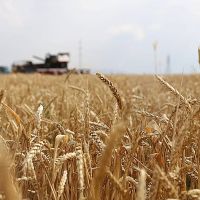 «Բուսաբուծության աջակցության» ծրագրի շրջանակում Շիրակում կատարվել է շուրջ 13027 հա աշնանացան ցորենի ցանք