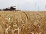 «Բուսաբուծության աջակցության» ծրագրի շրջանակում Շիրակում կատարվել է շուրջ 13027 հա աշնանացան ցորենի ցանք