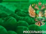 Ռոսսելխոզնադզոր․ ՌԴ-ն ավելացրել է ձկան ներմուծումը՝ Հայաստանից մատակարարումները փոխարինելու համար