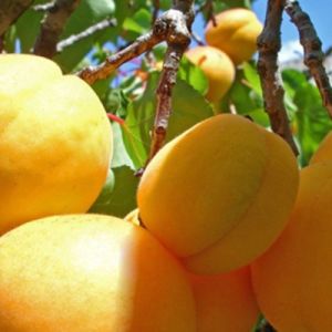 Հունիսի 19-21-ը արտահանվել է 371 տոննա ծիրան