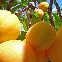 Հունիսի 19-21-ը արտահանվել է 371 տոննա ծիրան