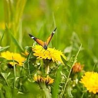Հանրապետությունում սպասվում է առանց տեղումների եղանակ