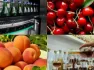 Կառավարությունը տնտեսվարողներին հուլիսին ևս կտրամադրվի արտահանման աջակցություն․ ապրանքների ցանկն ընդլայնվել է