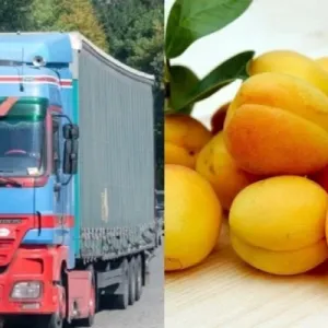 ՀՀ-ից Իսպանիա ծիրան դեռ չի արտահանվել. Էկոնոմիկայի փոխնախարարն անդրադարձել է համացանցի քննարկումներին