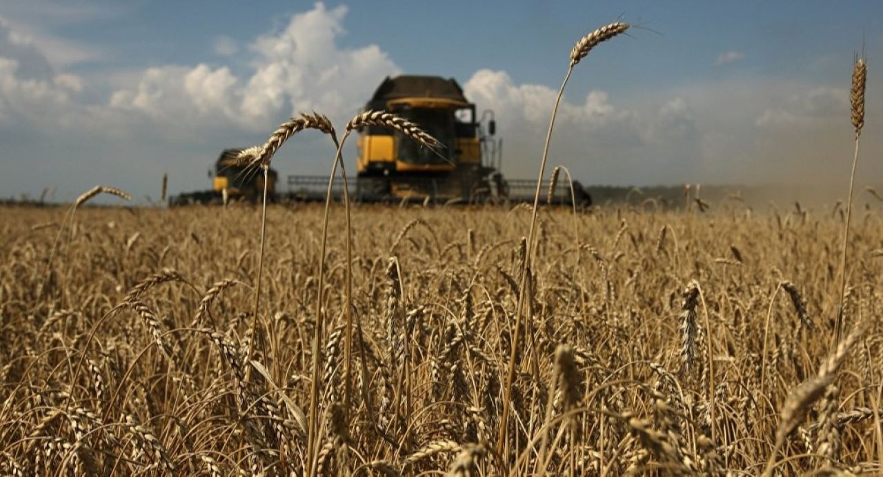 Տարեցտարի ցորենի ցանքսը պակասում է, բերքատվությունը՝ նվազում. Շիրակի մարզի գյուղխնդիրները