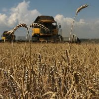 Շիրակում քննարկվել է աշնանացան ցորենի արտադրության խթանման 2022 թ-ի պետական աջակցության ծրագիրը